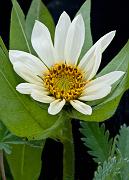 Wyethia helianthoides